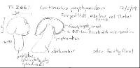 Cortinarius porphyroideus image