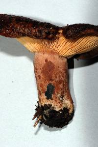 Lactarius tawai image