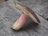 Russula aucklandica image