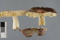 Russula atroviridis image