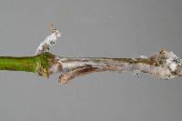 Sclerotinia sclerotiorum image