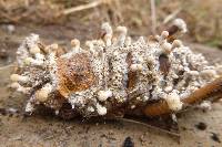 Cordyceps kirkii image