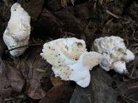 Notholepiota areolata image