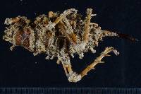 Cordyceps kirkii image