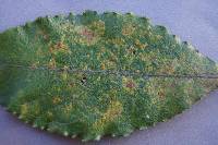 Melampsora epitea var. epitea image