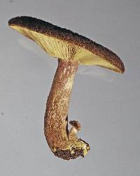 Tricholomopsis scabra image