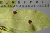 Puccinia coprosmae image