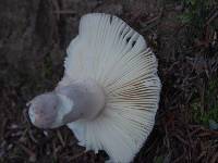 Russula griseoviridis image