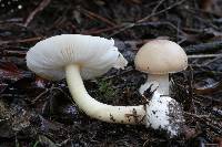 Amanita taiepa image