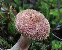 Boletellus ananas image