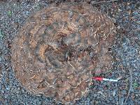 Meripilus giganteus image