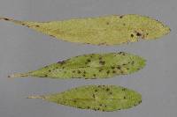 Episphaerella dodonaeae image