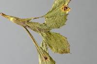 Puccinia egmontensis image