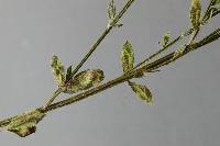 Uromyces pisi-sativi image