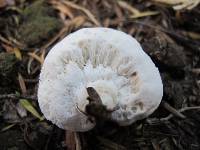 Notholepiota areolata image