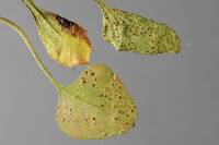 Puccinia hederaceae image