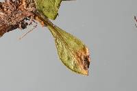 Puccinia egmontensis image