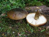 Lactarius turpis image