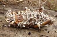 Cordyceps kirkii image