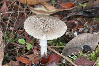 Amanita karea image