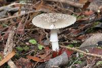 Amanita karea image