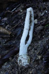 Pseudocolus fusiformis image