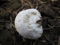 Notholepiota areolata image