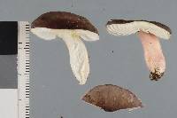 Russula macrocystidiata image