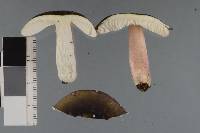 Russula macrocystidiata image