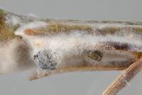 Sclerotinia sclerotiorum image