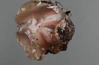 Clathrus archeri image