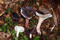 Russula macrocystidiata image