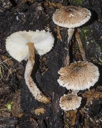 Lepiota thrombophora image