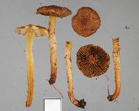 Pholiota subflammans image