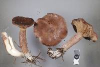 Lactarius rufus image