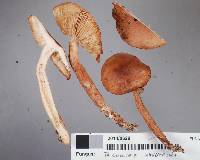 Tricholoma elegans image