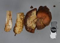 Cortinarius epiphaeus image