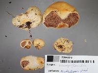 Cortinarius cartilagineus image