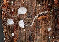 Mycena adscendens image