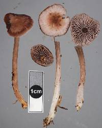 Mycena vinacea image