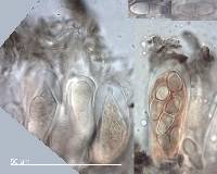 Placosoma nothopanacis image