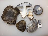 Cortinarius austrocyanites image