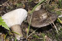 Russula griseobrunnea image