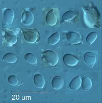 Lichenomphalia chromacea image