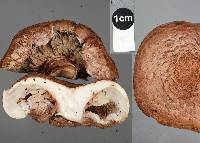 Lepiota subincarnata image