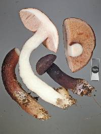 Tylopilus formosus image