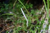 Clavaria redoleoalii image