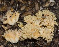 Ramaria avellaneovertex image