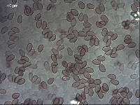 Inocybe brunneolutea image