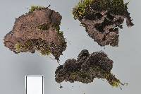 Thelephora terrestris image